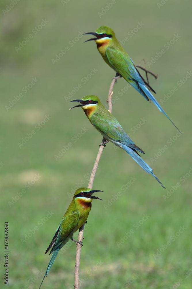 Family of Blue-tailed bee-eater (Merops philippinus) beautiful green birds with blue tails perching on the stick over blur green background