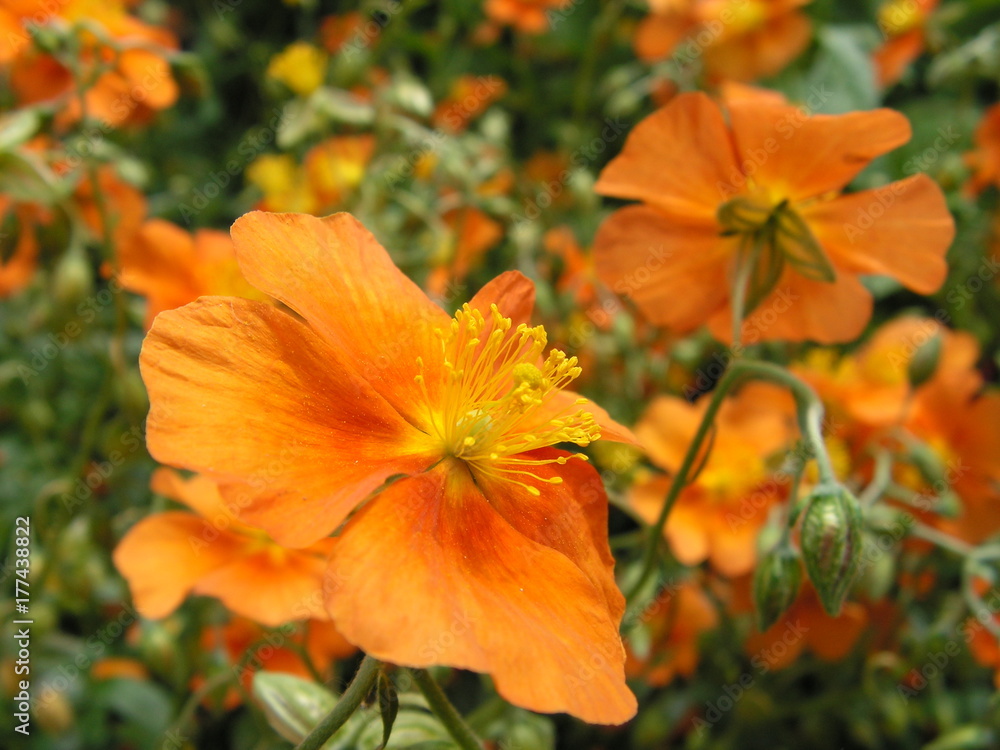 KONICA MINOLTA DIGITAL CAMERA