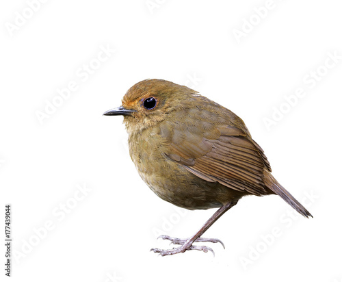 Female of White-browed Shortwing (Brachypteryx montana) beautiful brown bird fully isolated on white background, fascinated nature photo