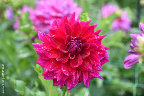 Fototapeta Naklejka Na Ścianę i Meble -  Dahlia rouge en été au jardin