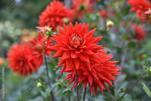 Fototapeta Naklejka Na Ścianę i Meble -  Dahlia rouge en été au jardin