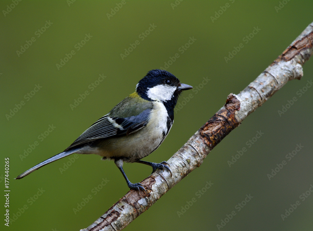 Great, Japanese or Oriental tit (Parus minor) grey to yellow back bird with bright cheek and black head smart perching on wooden branch, exotic nature Great, Japanese or Oriental tit (Parus minor) grey to yellow back bird with bright cheek and black head smart perching on wooden branch, exotic nature