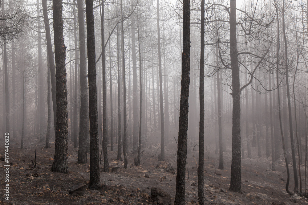 Naklejka premium Gran Canaria after forest fire