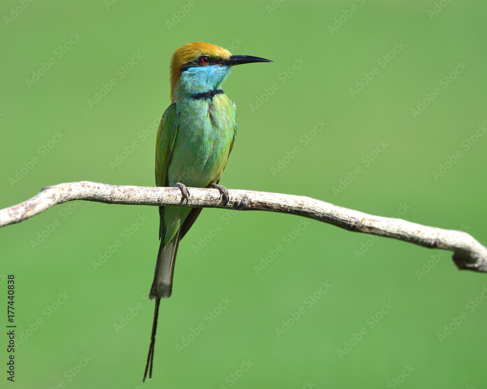 Fototapeta premium Green bee-eater (Merops orientalis) perching on the branch under strong sun lighting exposion over blur background