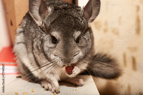 chinchilla of standard color