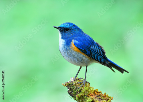 Himalayan bluetail or orange-flanked bush-robin (Tarsiger rufilatus) beautiful chubby blue bird perch over fine blur green background in early morning lighting, exotic nature photo