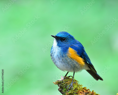 Himalayan bluetail or orange-flanked bush-robin (Tarsiger rufilatus) beautiful a cute chubby blue bird  photo