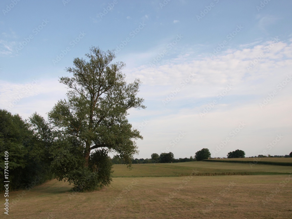 Fototapeta premium Corn field/Jura,France