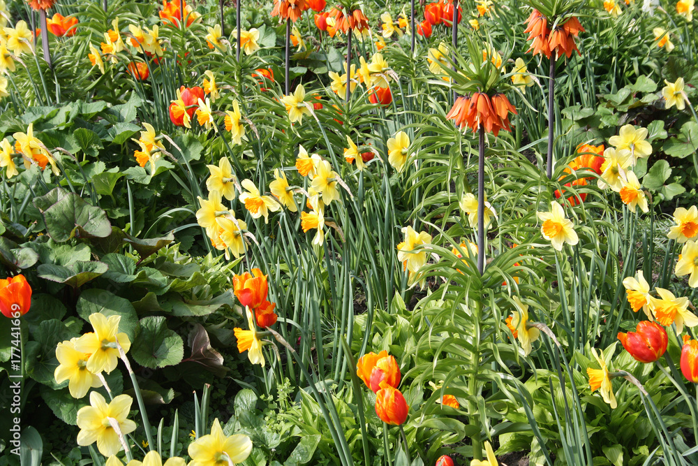 Blumenbeet mit Tulpen, Narzissen Blumenbeet mit Tulpen, Narzissen