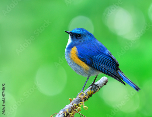 Himalayan bluetail or Orange-flanked Bush-robin (Tarsiger rufilatus) beautiful chubby blue bird sitting on a perch showing its side feathers in over blur green background, fascinated nature photo