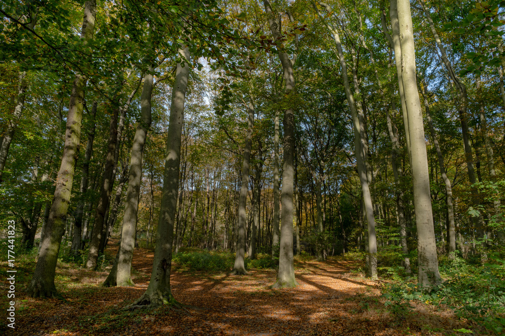 Obraz premium ​The Early Autumn