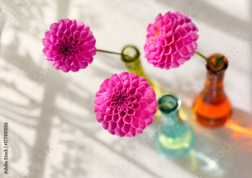 Fototapeta Naklejka Na Ścianę i Meble -  Pink pompom dahlias in colorful glass vases beside a lace curtained window.