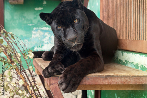 Black Jaguar in the Yekaterinburg Zoo photo