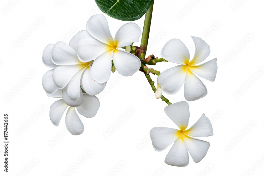 bouquet white plumeria isolated bouquet white plumeria isolated