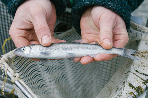 Scientist demonstrating a sample of smelt fish caught in a net photo