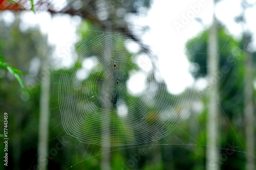 cobweb against a forest background