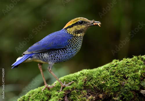 Male of Blue Pitta (Hydrornis cyaneus) a species bird Pittidae family collecting worms to feed its babies in the nest