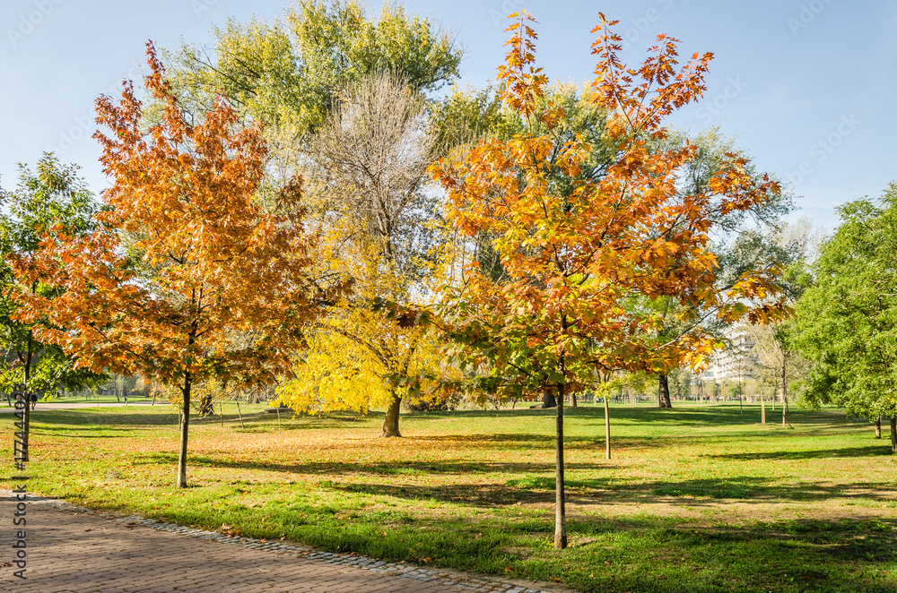 City Park Novi Sad in autumn colors 