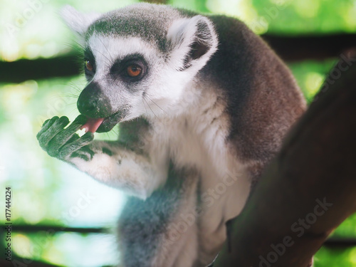 Fototapeta Naklejka Na Ścianę i Meble -  Lemur eating banana close-up