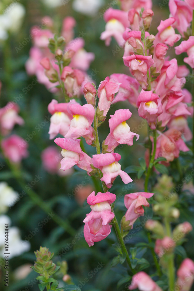 Φωτογραφία Pink Antirrhinum majus snapdragon flowers growing in the garden