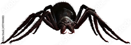 Photographie Giant spider on the ground 3D illustration