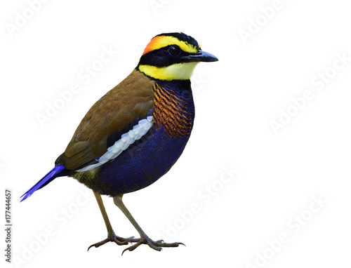 Male of Malayan Banded Pitta (Hydrornis guajana) colorful dark blue with brown back, white stripe wings and fire head bird isolated on white background photo