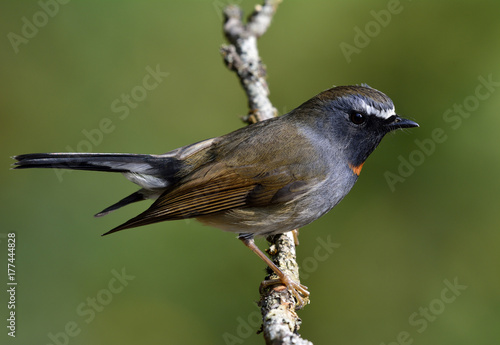 Male of Rufous-gorgeted flycatcher (Ficedula strophiata) beautiful brown and grey bird with orange feathers on neck perching on the branch  over bright sun exploresure, exotic nature photo