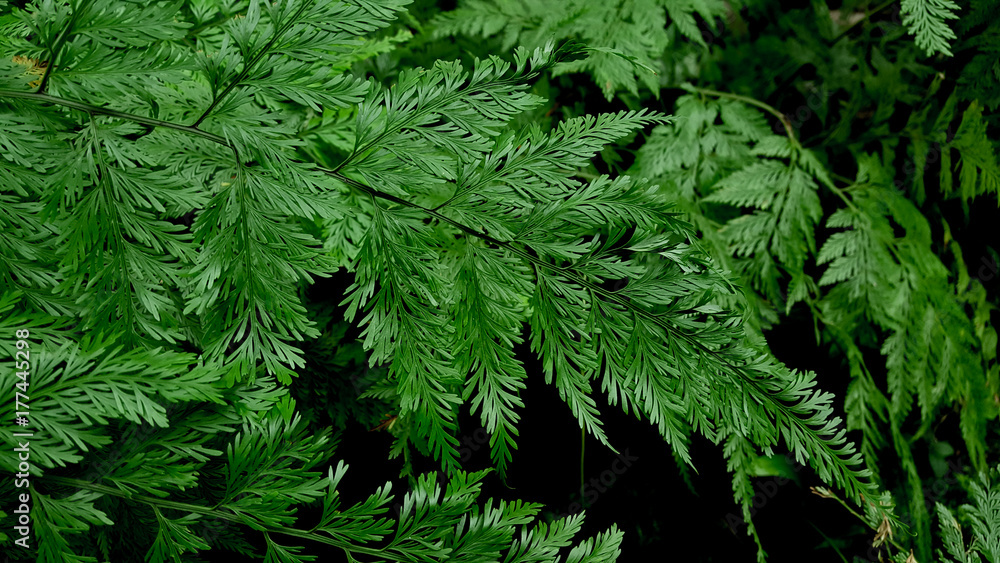 Davallia fern Davallia fern