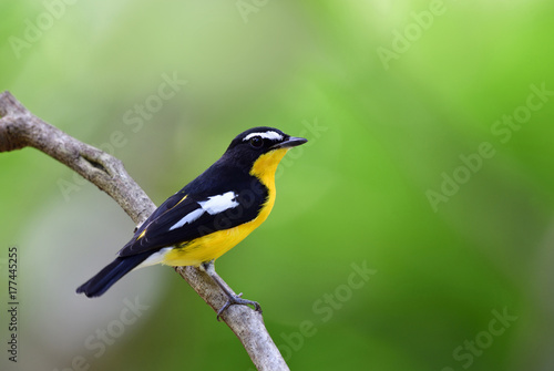 Male of Yellow-rumped flycatcher (Ficedula zanthopygia) bright yellow and back wings with white spots bird perching on a branch over green blur background, exotic nature
