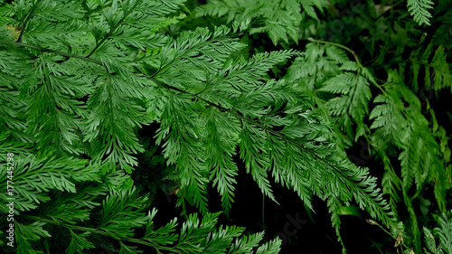 Davallia fern