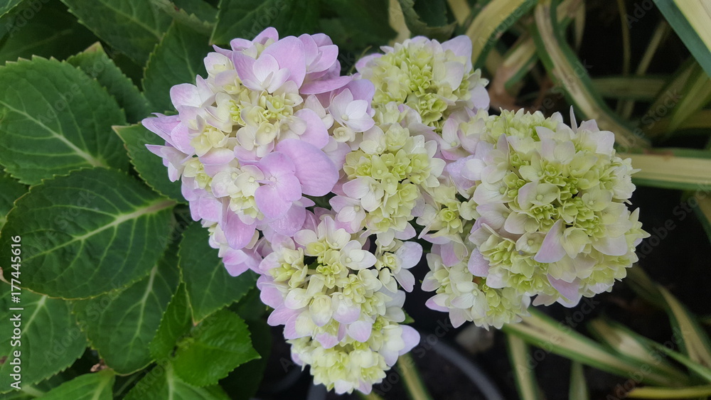 Pink Hydrangea bush Pink Hydrangea bush