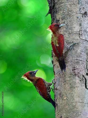 Pair of Banded woodpecker (Chrysophlegma miniaceum) beautiful red wings bird in Picidae family perching beside their hole nest, exotic nature photo