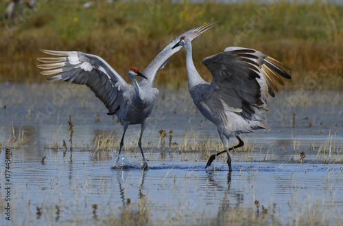 Young Sandhill Cranes dancing in pond of California