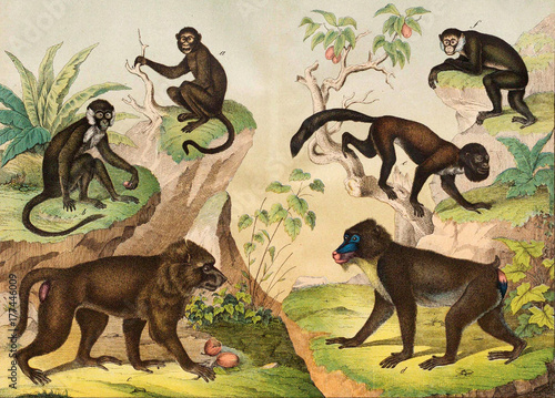 Mammals. Monkeys in the wild.