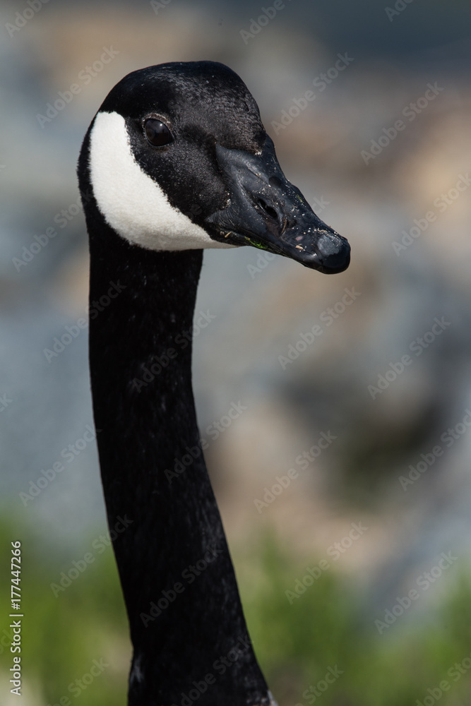 Canadian goose headshot with soft background Canadian goose headshot with soft background