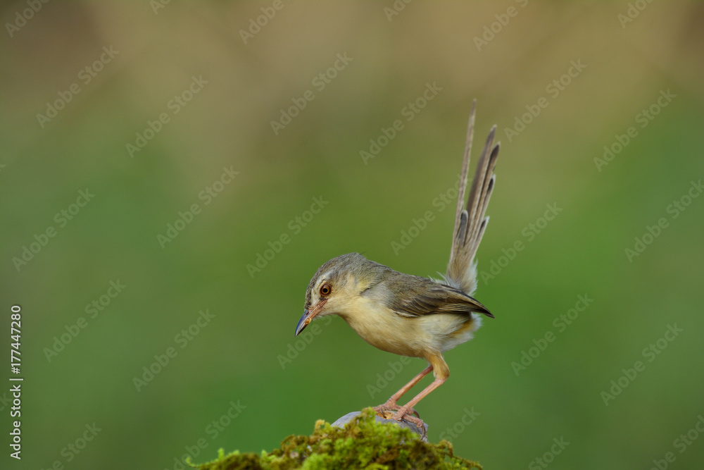 Plain Prinia (Prinia inornata) beautiful pale brown to grey bird with long tail perching on mossy spot over green blur background looking for worm meal Plain Prinia (Prinia inornata) beautiful pale brown to grey bird with long tail perching on mossy spot over green blur background looking for worm meal