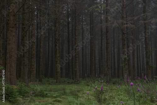 Bellever coniferous plantation  Dartmoor
