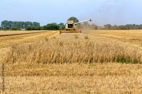 Mähdrescher fährt Ernte ein auf einem Getreidefeld, Freiraum unten