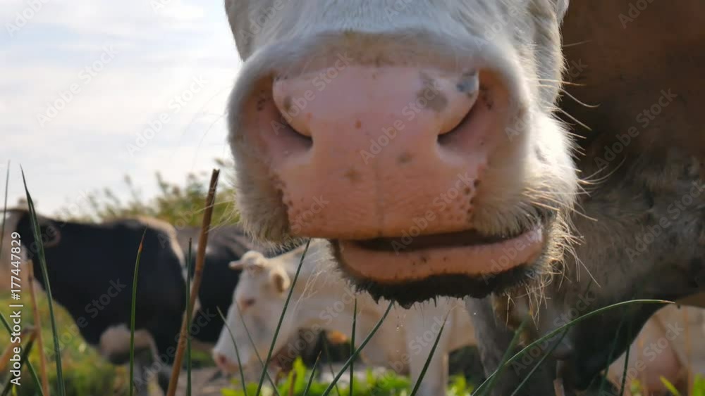 The jaws of the cow chew the grass. Close-up. Cow chewing grass. The jaws of the cow chew the grass. Close-up. Cow chewing grass.