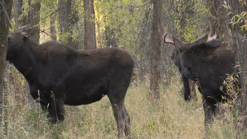 Bull and Cow Shiras Moose Rutting Bull and Cow Shiras Moose Rutting
