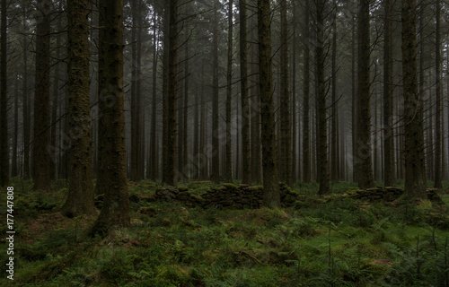 Bellever coniferous plantation, Dartmoor