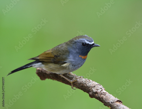 Rufous-gorgeted flycatcher (Ficedula strophiata) beautiful brown and grey bird perching on the branch showing side feathers profile over green background photo