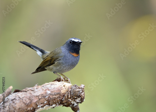 Rufous-gorgeted flycatcher (Ficedula strophiata) beautiful brown and grey bird with orange marking on the neck perching on the log with tail lifting over bright  background, exotic nature photo