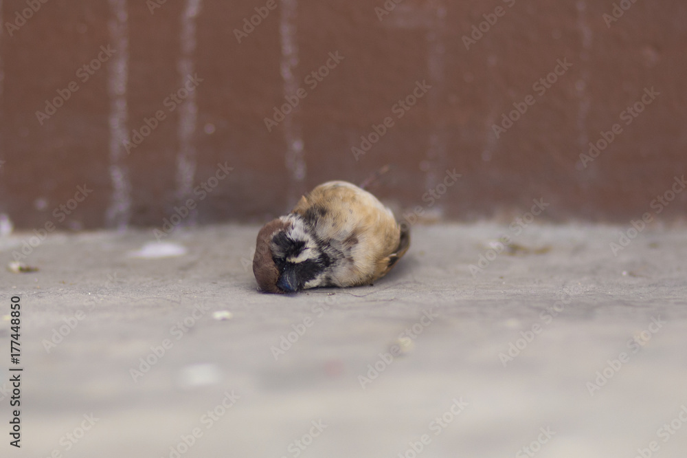 Obraz premium sparrow die on the ground