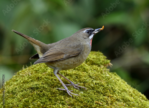 Siberian Rubythroat (Calliope calliope) beautiful brown bird with velet red neck taking meal worm on mossy ground showing its side feathers profile, exotic nature photo