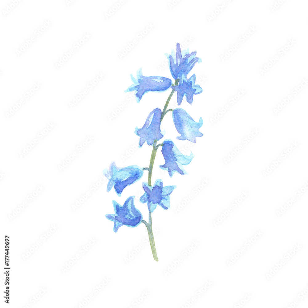 Watercolor blue flowers floral branch bluebell Stock Illustration