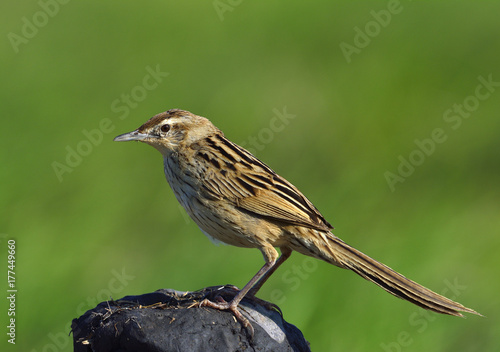 Striated Grassbird (Megalurus palustris) beautiful brown bird with long tail perching on dirt pole over green background, exotic creature photo