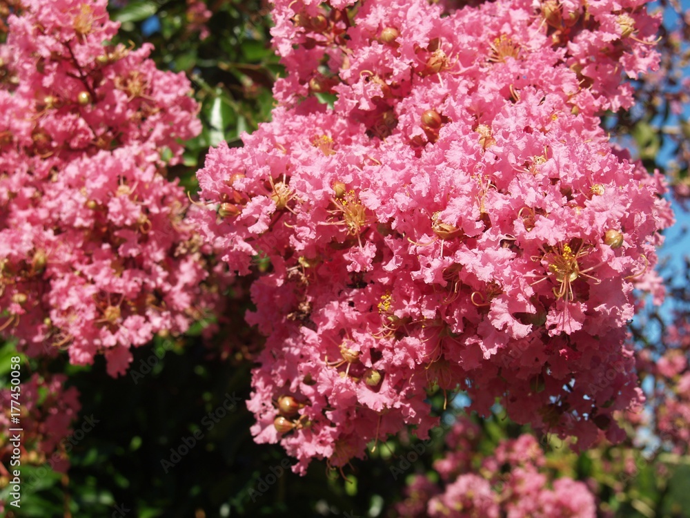 flowers flowers