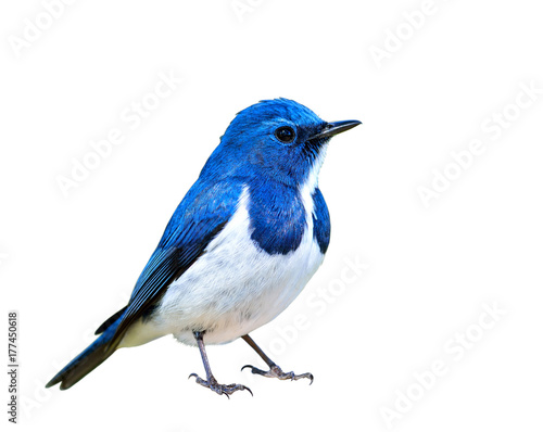 Ultramarine Flycatcher (superciliaris ficedula) a chubby beautiful blue and white bird perching on the rock over far green background in the nature, fascinated creature © prin79