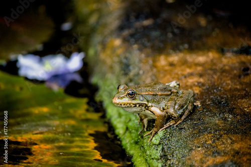 La grenouille verte